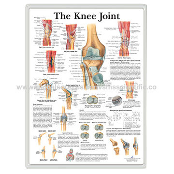 Knee Anatomy Chart