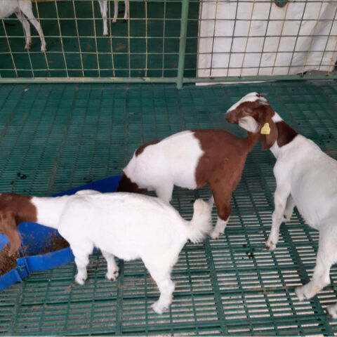 Buy Wholesale Canada 100 Full Blood Live Boer Goats Saanen Goats For