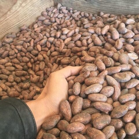 Buy Wholesale Canada Dried Grade A Cocoa Bean For Sale High Quality