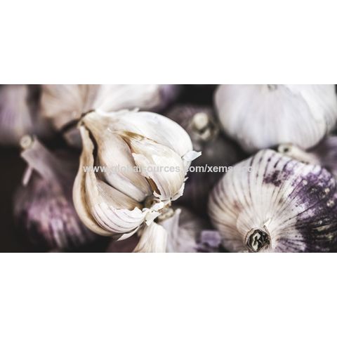 Canada Wholesale Premium Quality New Fresh Vegetables Garlic With Cheap