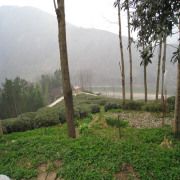 6000 acres Manufacturers