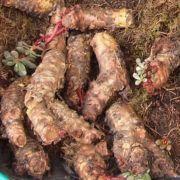 Rhodiola Rosea Extract Manufacturers
