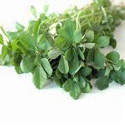 Botanical Extract Manufacturers