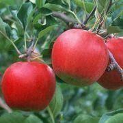 Apples Manufacturers