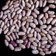 Kidney Bean Manufacturers