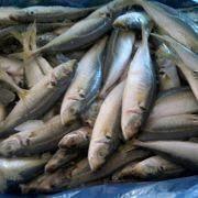 Frozen Horse Mackerel/Trachurus Japonicus/Jack Mackerel/Seafood Manufacturers