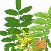 Boswellia Serrata Extract