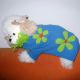 Pet Cloth from China (mainland)