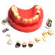 Dental Samples from China (mainland)