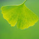 Ginkgo Biloba Leave Extract from China (mainland)