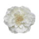 Cream Flower from China (mainland)