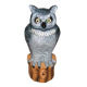 Little owl from China (mainland)