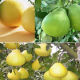 Naringin from China (mainland)