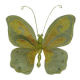 Spring Butterfly from Taiwan