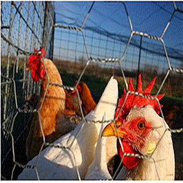 China Gauge 15 hexagonal galvanized chicken wire mesh on Global Sources ...