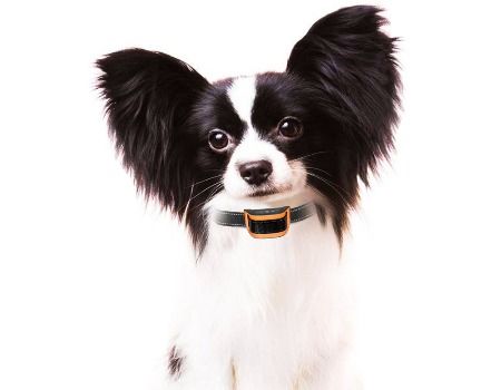 no shock bark collar