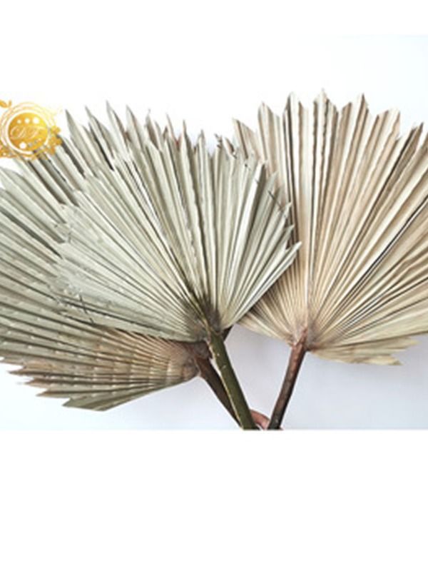 China Dried Palm Leaves From Kunming Wholesaler Global Trade