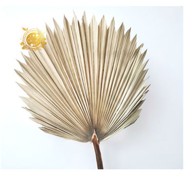 China Wholesale Dried Palm Leaves Palm Leaf Dried Palm Leaves