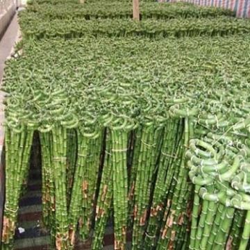 Buy Wholesale China Lucky Bamboo Lucky Bamboo Global Sources   Lucky Bamboo 