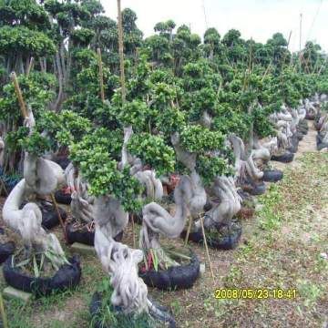 Bulk Buy China Wholesale Ficus Microcarpa,ficus Tree,ficus Bonsai,plant  from Fujian Evergreen Nursery Co. Ltd | Globalsources.com
