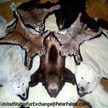 Bear Rugs Real Fur Taxidermy, How Much Is A Real Bear Rug