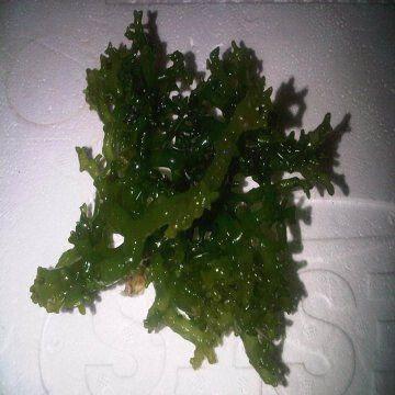 Seaweed deals supplier malaysia