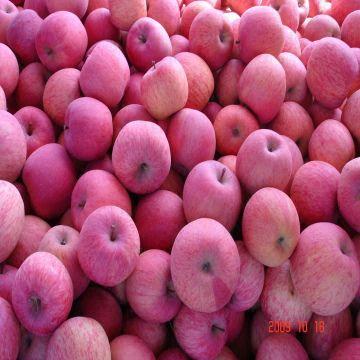 China Fresh Fuji Apples Manufacturers Suppliers Factory