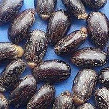 Buy Wholesale China Castor Seeds With 50% Oil Content, Highly Adaptable 