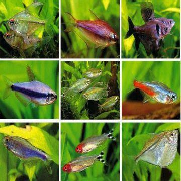 Aquarium Accessories - Tropical Fish - Charran's Chaguanas