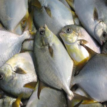 pomfret pompano