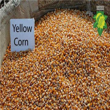 Buy Wholesale Pakistan Yellow Corn & Yellow Corn 