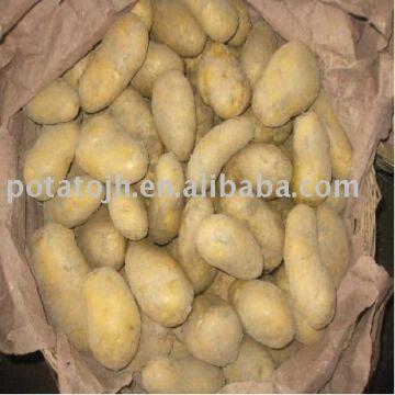 Potato holland • Netherlands:
