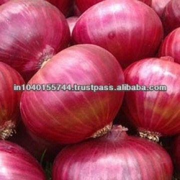 Bombay onion