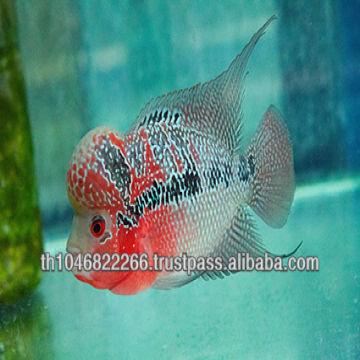 flowerhorn wholesale