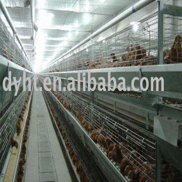 Buy Wholesale China Automatic System Raising Birds & Automatic System ...