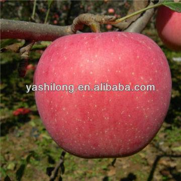 Chinese Top Quality Fuji Apples China Manufacturer