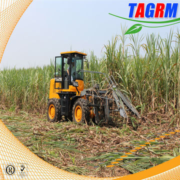 Sugar Cane Buying Harvest Cuba