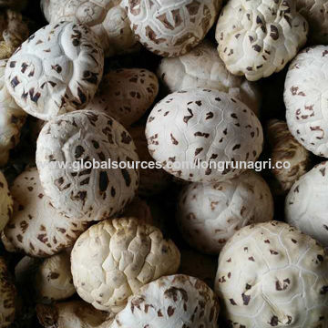 SHOP WHOLESALE SHIITAKE MUSHROOM