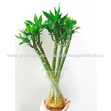 Ornamental Indoor Plant, Dracaena Sanderiana Lotus Lucky Bamboo - China  Wholesale Ornamental Indoor Plant $0.6 from ZHANGZHOU NUOHENG IMPORT &  EXPORT CO.,LTD. | Globalsources.com