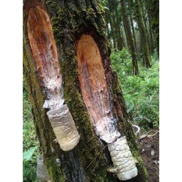 Natural Indonesia Oleo Pine Resin - Indonesia Wholesale Natural