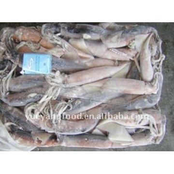 Buy Wholesale China Squid - Frozen Squid & Squid - Frozen Squid