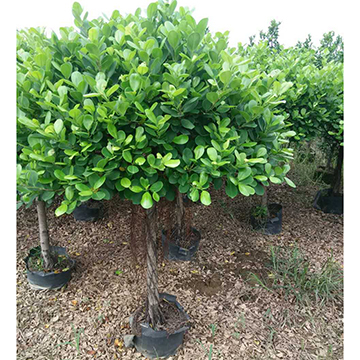 Live Ficus Panda Bonsai Tree, Ficus Panda, Ficus Bonsai Tree, Natural Green  Ficus Panda - Buy China Wholesale Live Ficus Panda Bonsai Tree $10.5 |  Globalsources.com