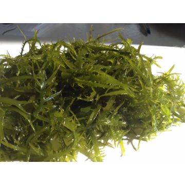 ALGAS MARINAS - Peru Seaweed suppliers & manufacturers