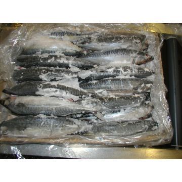 frozen mackerel fish bait, frozen mackerel fish bait Suppliers and  Manufacturers at