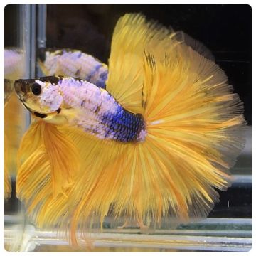 Wholesale live outlet tropical fish