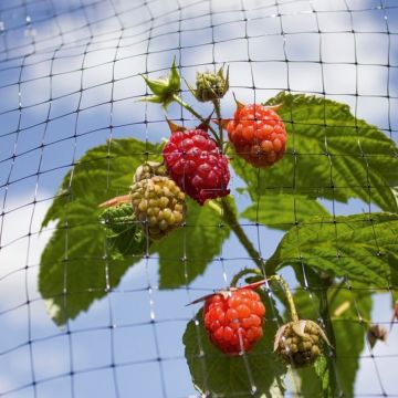 Buy Wholesale China Fruit Netting, Anti Bird Net For Fruit, Bird Cage ...
