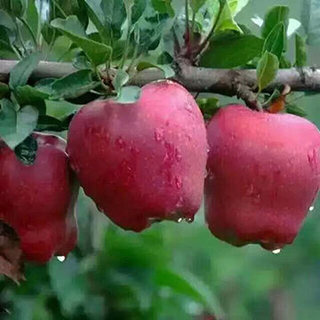 Chinese Top Quality Fuji Apples China Manufacturer