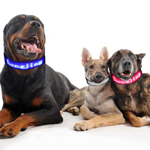 dog collar with app