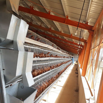 Buy Wholesale China Galvanized Shed Steel Structure Poultry House