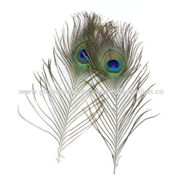 Craft Feathers , Peacock Feathers 